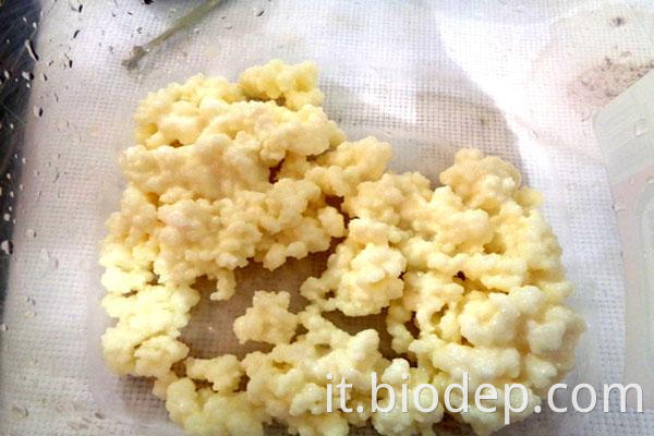 Lactobacillus delbrueckii3